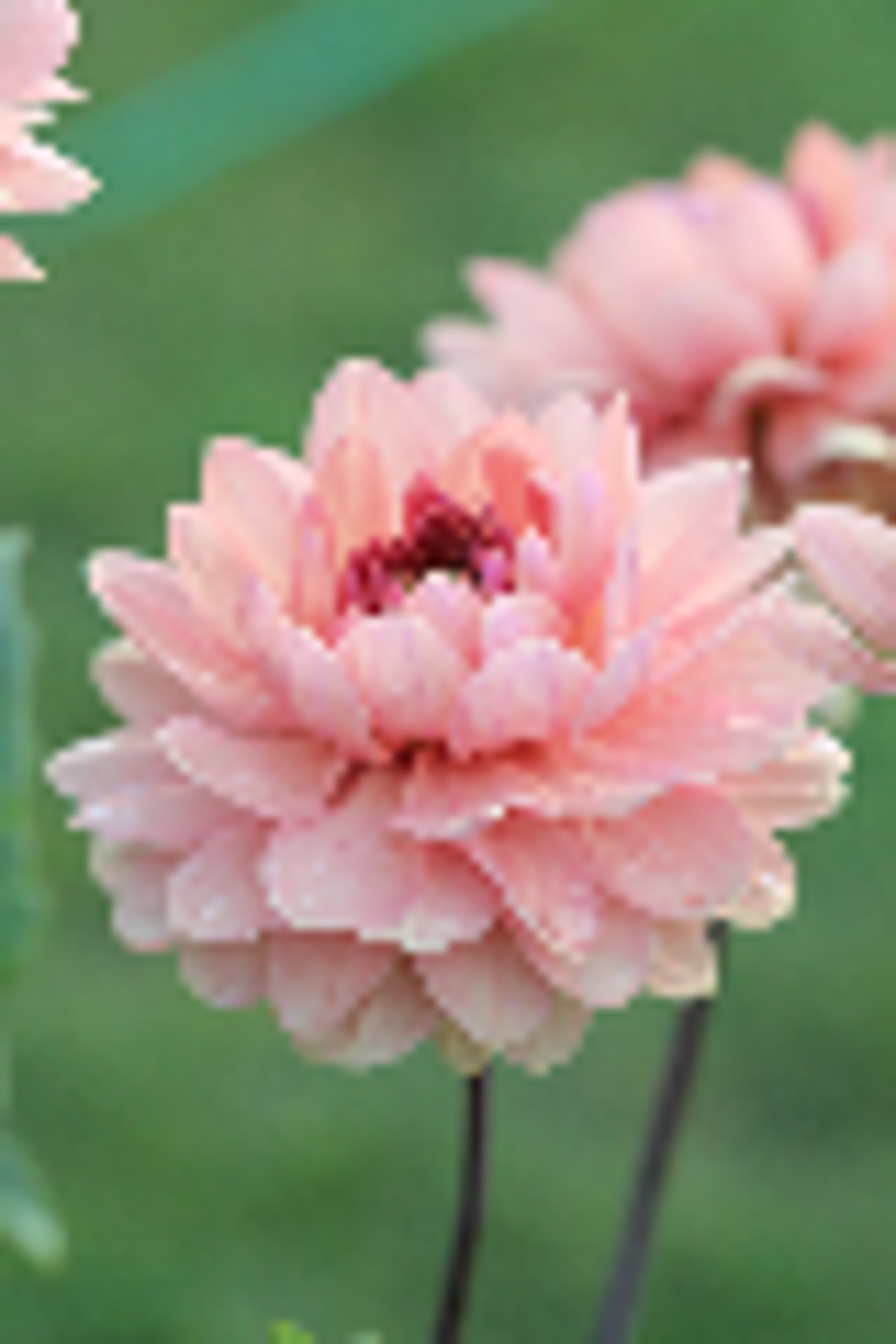 Dahlie ‘Château de la Bourdaisière’